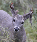 Shedding Velvet in Rain